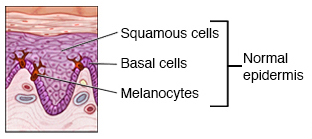 cell layers